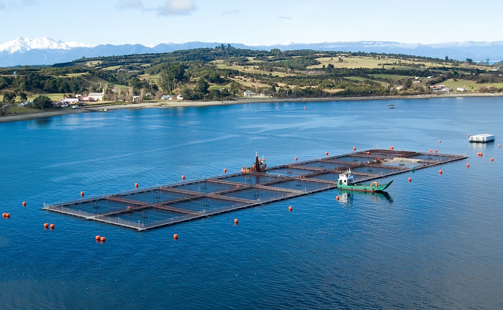 aerial view of floating cages of salmon