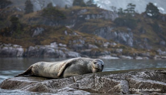foca-lobo-marino-patagonia-585x336
