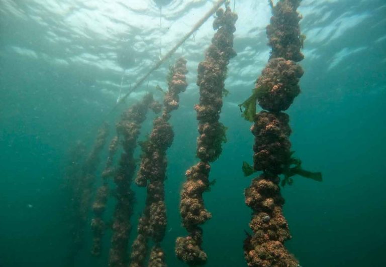 Más de 600 personas se dieron cita en talleres territoriales impulsados por Subpesca para abordar una Ley General de Acuicultura