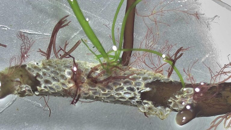 Investigación identifica factores clave para mejorar la sostenibilidad del cultivo de pelillo en el sur de Chile