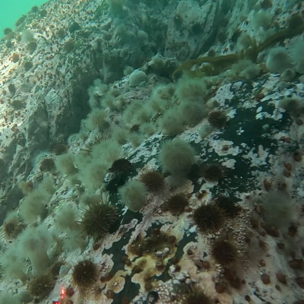 REVELAN ORIGEN DE ANÉMONA MARINA INVASORA QUE AFECTA&hellip;