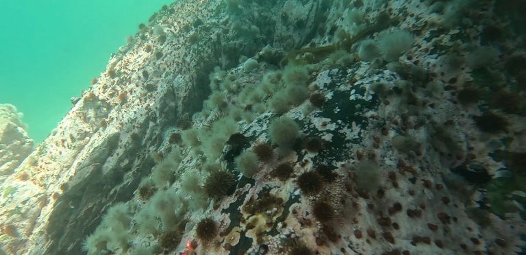 REVELAN ORIGEN DE ANÉMONA MARINA INVASORA QUE AFECTA ECOSISTEMAS Y PESQUERÍAS DEL CONO SUR