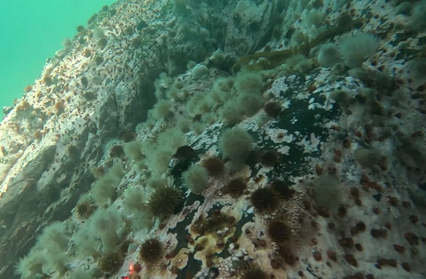 REVELAN ORIGEN DE ANÉMONA MARINA INVASORA QUE AFECTA&hellip;